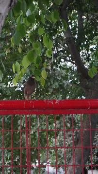Vertical View of Brown Common Myna Bird Perched on Red Metal Fence Fotos de archivo