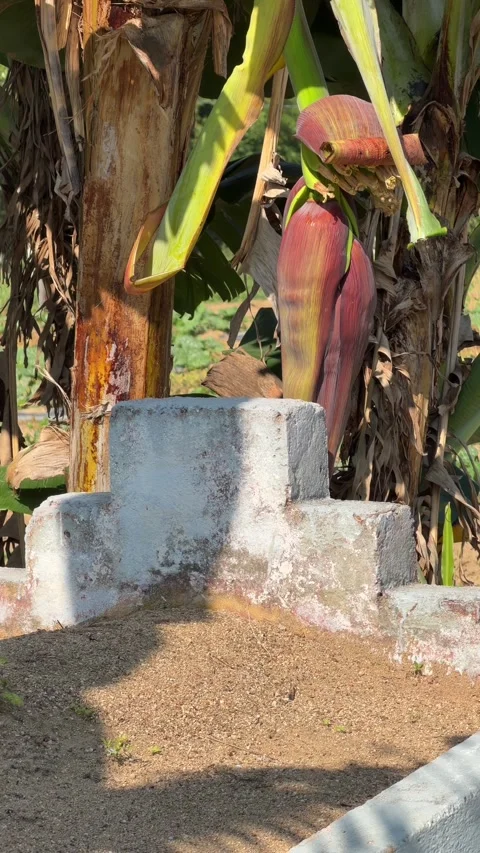 Vertical view of a Buddhist grave standing among banana plants within a rural Stock Footage 331866065