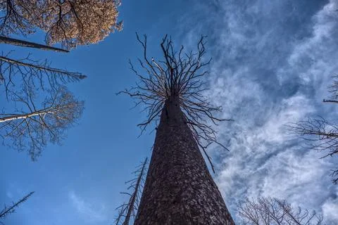 Vertical view of a burned tree in a devastated forest at Grand Canyon North Rim 写真素材