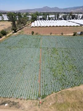Vertical view of a cabbage field and some nurseries on a ranch in Jalisco Stock Photos