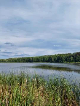 Vertical view of a calm lake with reeds and forest under cloudy sky 库存照片