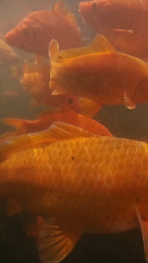 Vertical view of the camera entering the goldfish pond Stock Footage 319885300