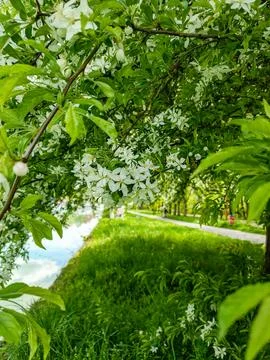 Vertical View of Canal Pathway with Trees in Reims France Stockfoto's