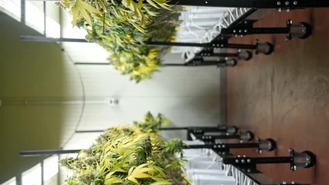 Vertical view of cannabis plants in bloom in a hydroponic greenhouse Stock Footage 154904178