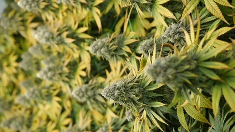 Vertical view of cannabis plants in bloom in a hydroponic greenhouse Stock Footage 154905477