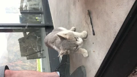 Vertical view of a cat eating behind glass in 4k Stock Footage 199574931