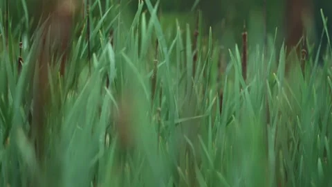 Vertical View of Cattails and Marsh Vegetation Swaying in the Wind Stock Footage 340348203