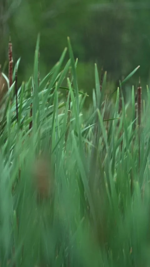Vertical View of Cattails and Marsh Vegetation Swaying in the Wind Stock Footage 340349150