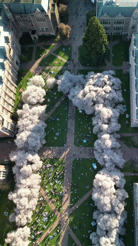 Vertical View of Cherry Blossoms, University of Washington Quad 库存影片 348420664