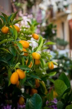 Vertical View of Chinese Mandarin Tree on Blur Background Stock Photos