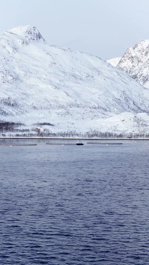 Vertical View of Circular Salmon Farm Pens in Cold Ocean Water, Vertical Vídeos de archivo 346886854
