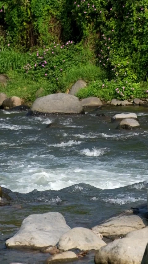 Vertical view of a clear and calm rocky mountain river Stock Footage 320983368