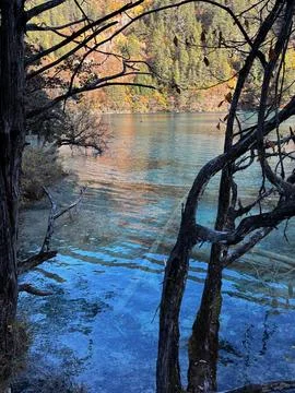 Vertical View Of Clear Blue Lake Through Tree Branches In Jiuzhaigou Stock Photos