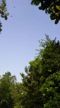 Vertical View of Clear Blue Sky Framed by Green Trees in Public Park Stock Photos