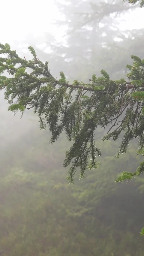 Vertical View: Close-Up of Spruce Swaying in Gentle Rain, Captured in the Misty  Stock Footage 265100916