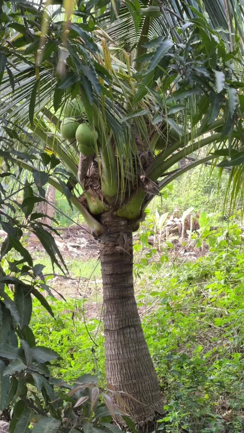 Vertical view of a cluster of green coconuts growing on a coconut palm among Stock-Footage 336236382