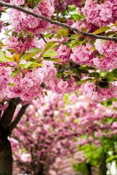 Vertical View of Clustered Pink Cherry Blossoms in Budapest Stock Photos