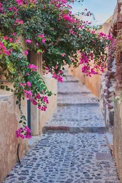 Vertical view of cobblestone path lined with pink Bougainvillea spectabilis f Stock Photos