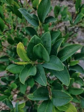 Vertical view of coca leaves Stock Photos