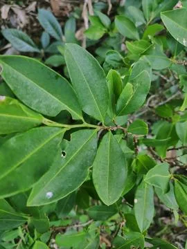 Vertical view of coca leaves Stock Photos