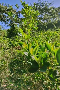 Vertical view of coca leaves on sloping terrain Stock Photos