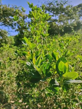 Vertical view of coca leaves on sloping terrain Stock Photos