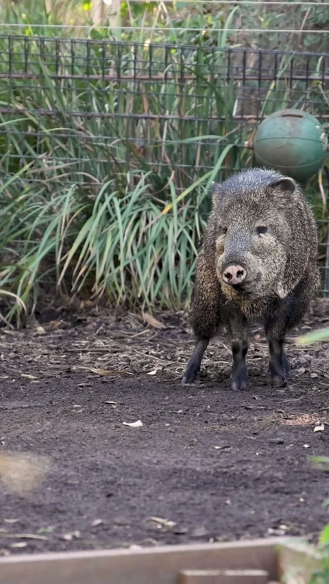 Vertical View of Collared Peccary Standing in Zoo Enclosure Stock Footage 329534124
