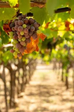 Vertical View of Colored Grapes Plantation on Blurred Background Stock Photos