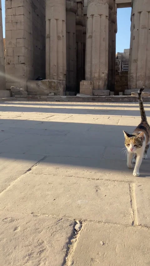 Vertical view of colorful stray cat walking to camera in temple in egypt Stock Footage 232608826
