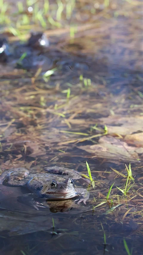 Vertical View of a Common Brown Frog Sitting in Shallow Murky Water in a Marshy  Stock Footage 314503607