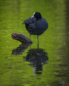 Vertical view of a coot in the water Stock Photos