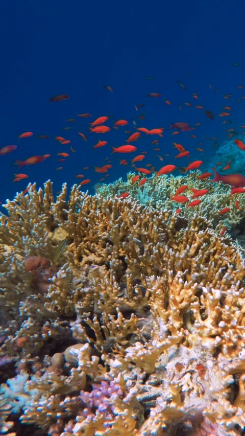 Vertical view of coral reef edge with deep blue water and red reef fish 動画素材 340597792
