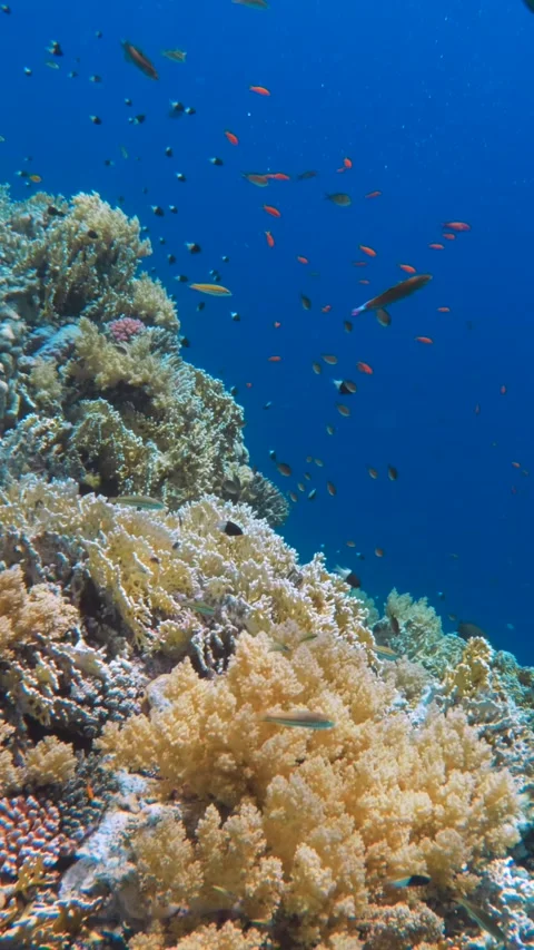 Vertical view of coral reef wall and many fish in deep blue water of the Red Sea Stock-Footage 340597791