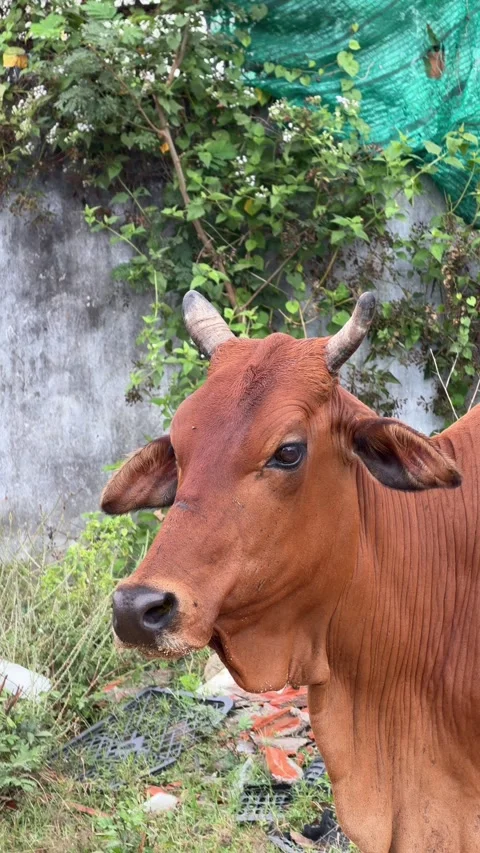 Vertical view of a cow grazing on grass in a field where garbage is scattered Stock Footage 331205809
