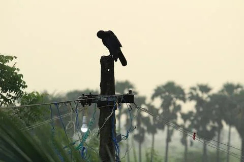 Vertical view of Crow standing or sitting on the electric post on the early.. Stock Photos