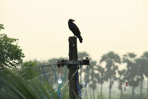 Vertical view of Crow standing or sitting on the electric post on the early.. Stock Photos