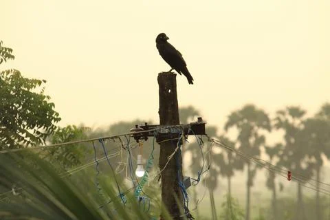 Vertical view of Crow standing or sitting on the electric post on the early.. Stock Photos