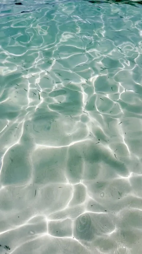 Vertical View of Crystal Clear Shallow Sea Water with Small Fish Stock Footage 339046440