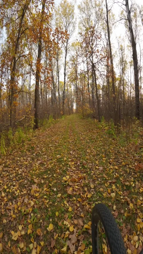 Vertical view of cycling along a forest path in the autumn showing the wheel Stock Footage 299611552