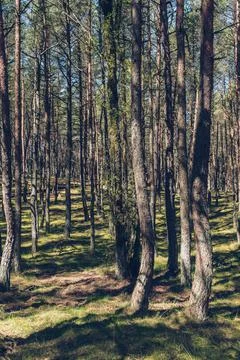 Vertical view of dancing forest trees on sunny day at curonian spit Stock Photos