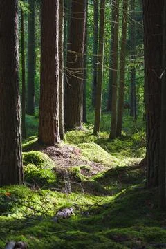 Vertical View of Dappled Sunlight Filtering Through a Mossy Pine Forest Fotos de archivo