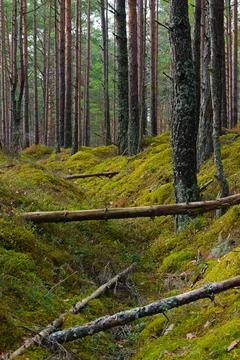 Vertical View of Deep Mossy Trenches and Pine Trees in a Forest 库存照片
