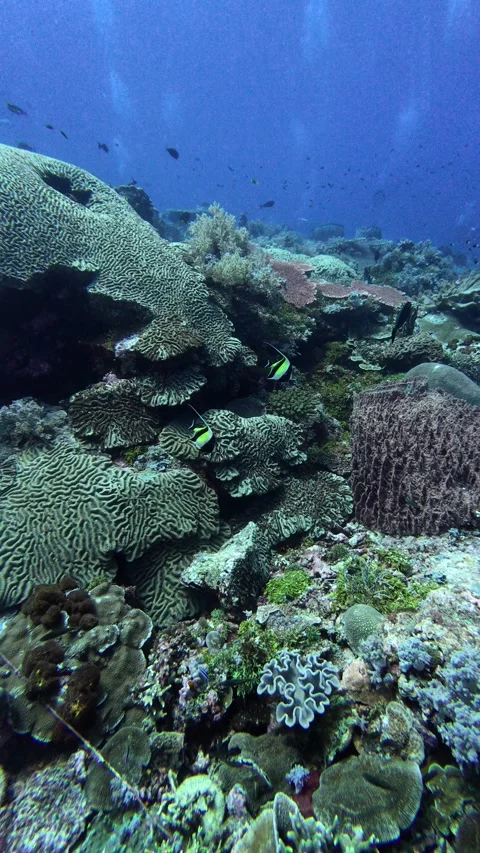 Vertical view of dense coral formations on reef wall Stock Footage 325381928