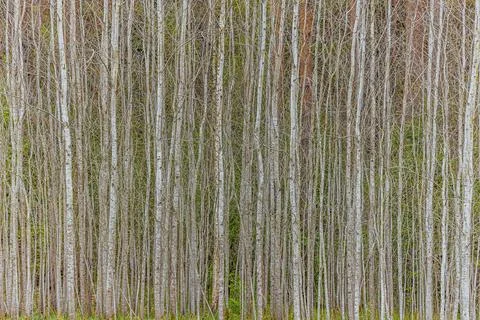 Vertical view of a dense forest featuring tall, slender birch trees with wh.. Foto stock