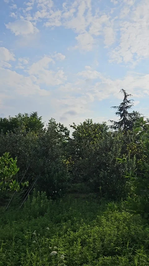 A vertical view of dense fruit trees and lush vegetation beneath a blue sky with Video stock 343551754