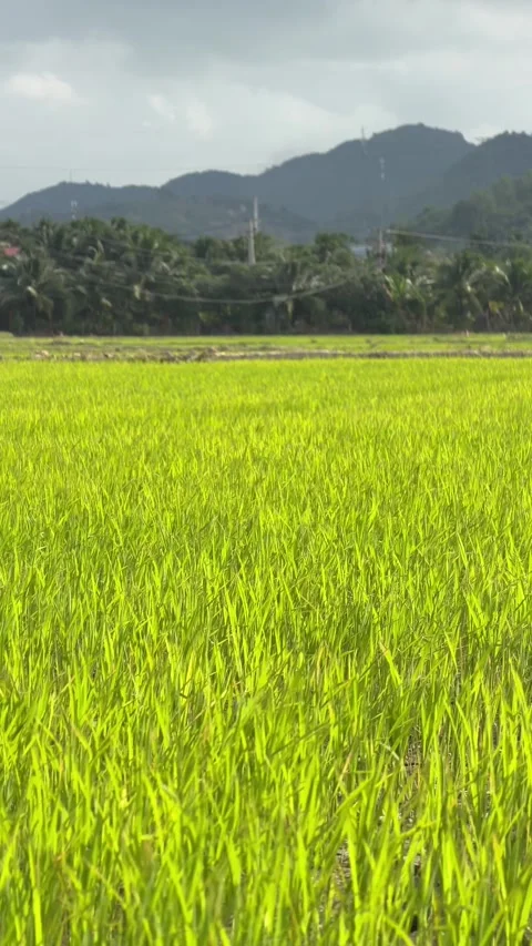 Vertical view of dense green rice seedlings covering a cultivated field with Stock Footage 327021465