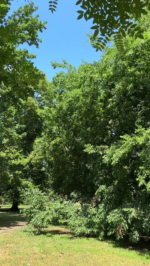 Vertical view of dense green trees, shrubs and sunlit grass in a peaceful park Stock Footage 346249834