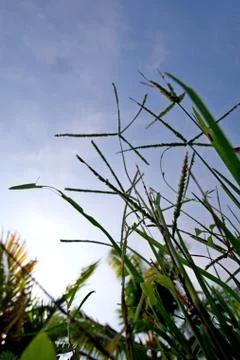 Vertical view of dense tropical grass from the right side and framing sparsely Stock Photos