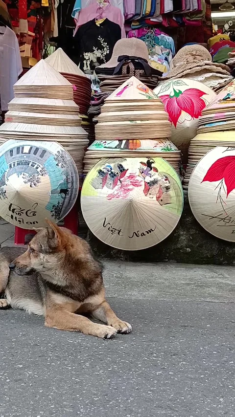 Vertical view of a dog observing street life Stock Footage 247142070