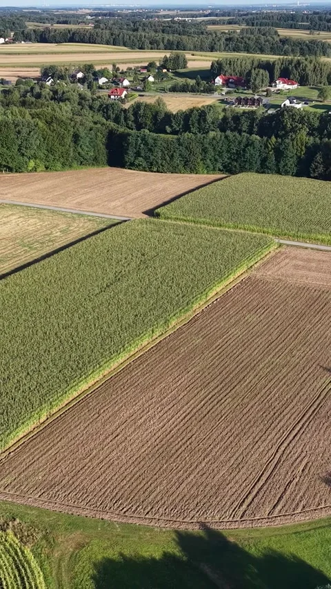 Vertical view. Drone shot of geometric paddy fields Video stock 348631315